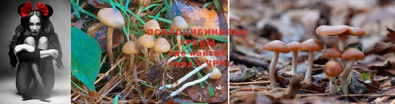 Псилоцибиновые грибы Psilocybine cubensis  Бирск 